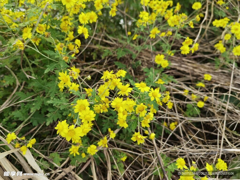 田野中的灿烂黄色小花