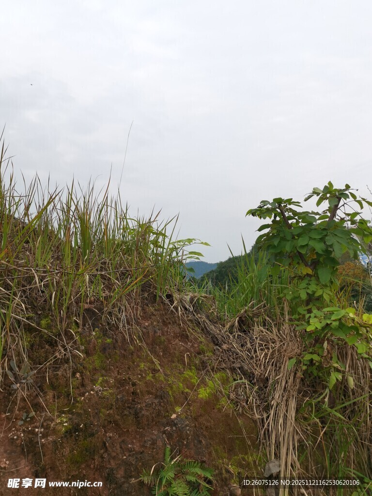 野外草木丛生的山坡景色