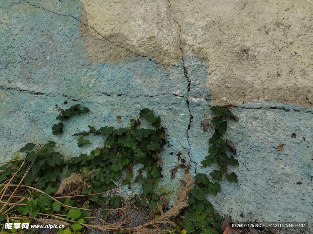 墙缝间生长的翠绿藤蔓