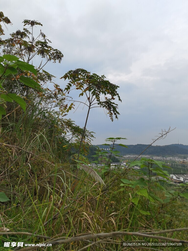 山间植被与远景风光