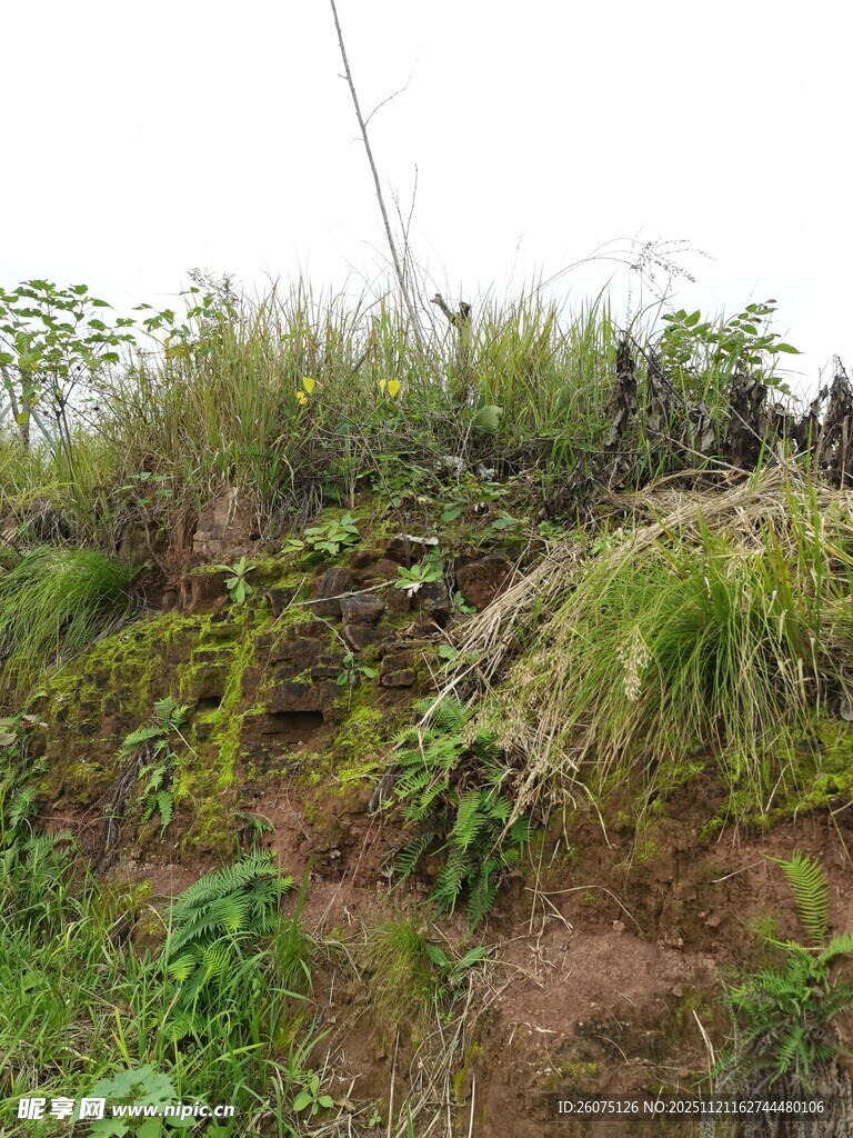 山坡上的繁茂植被
