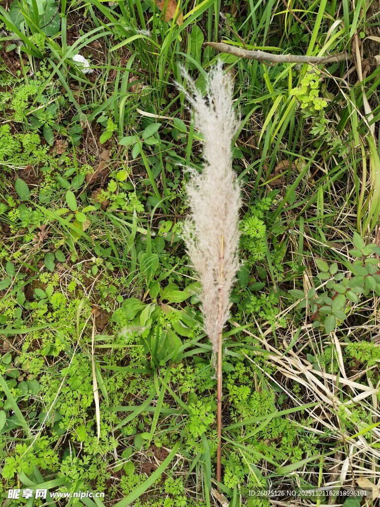 草丛中的白色绒毛植物