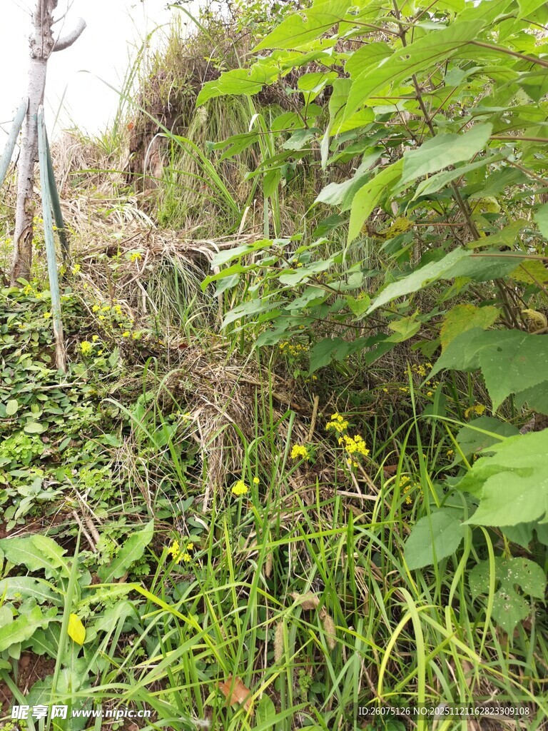 山间繁茂绿植与小黄花