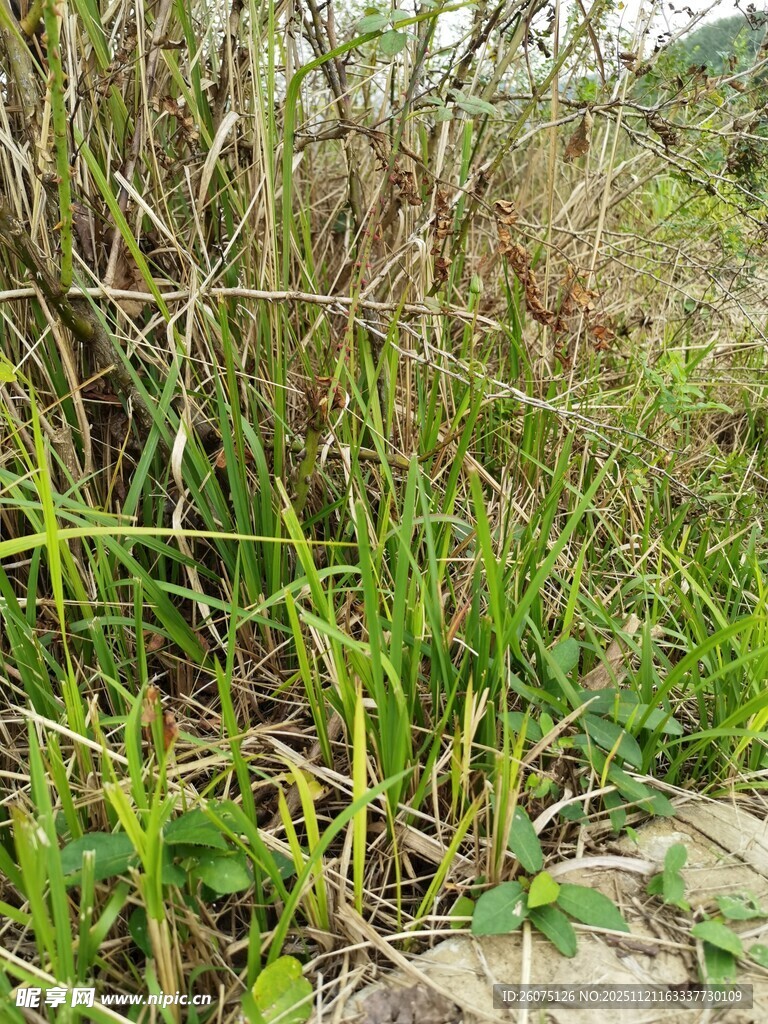 野外丛生的绿色植物