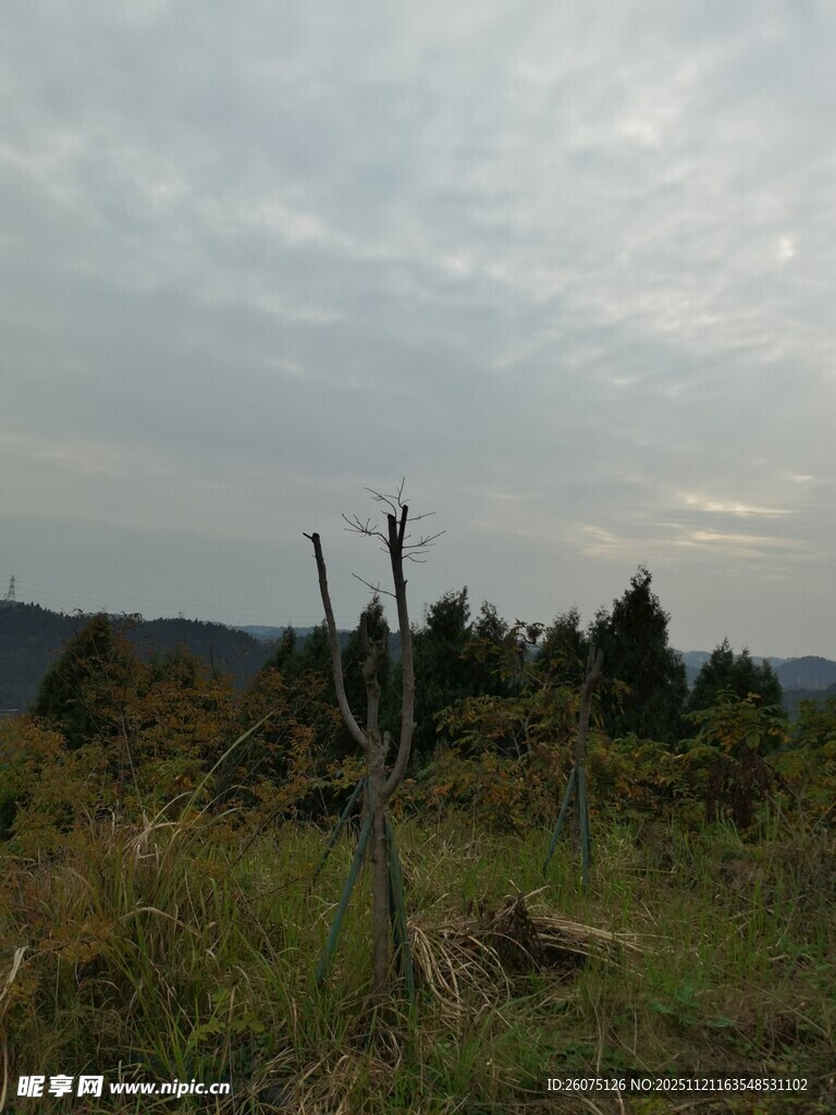 荒野枯树秋日静谧景象
