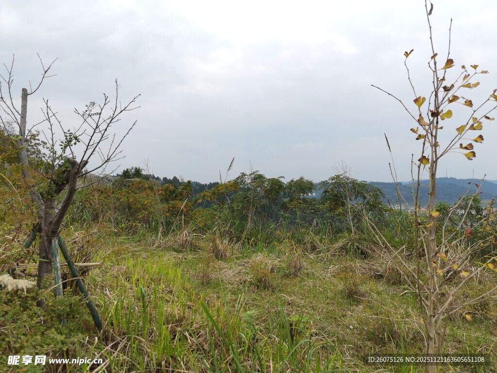 野外草地中的树木景象