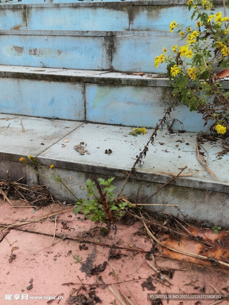 破旧台阶旁绽放的小花