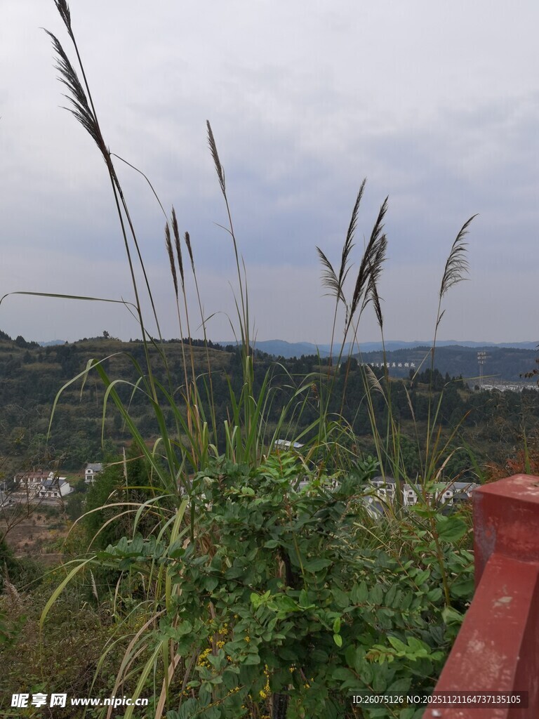 户外墙头的绿植与远景