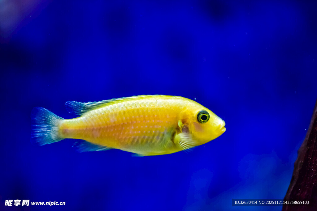 黄色小鱼在水中游动