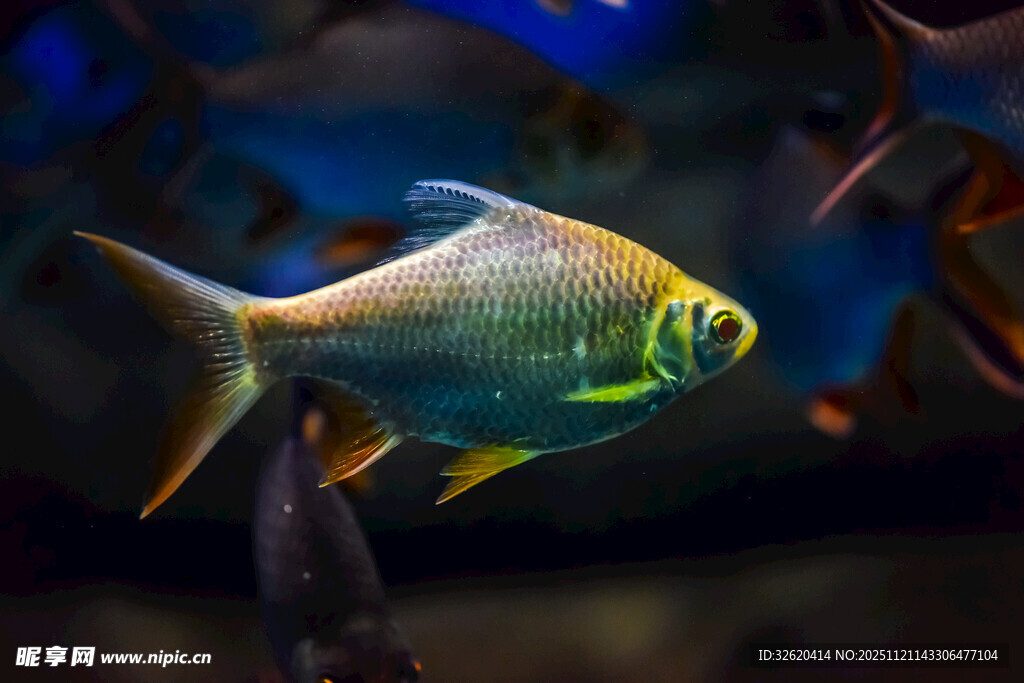 绚丽金鳍鱼