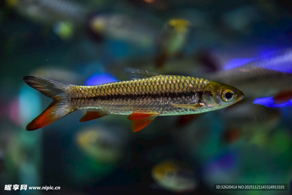 美丽斑纹观赏鱼