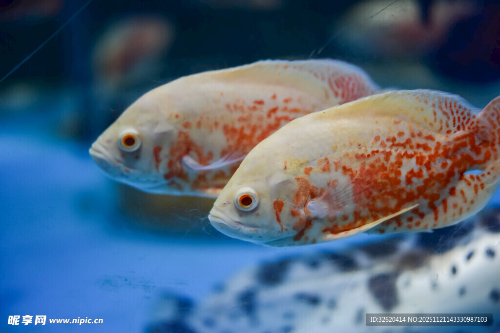 双斑鱼悠游于水中