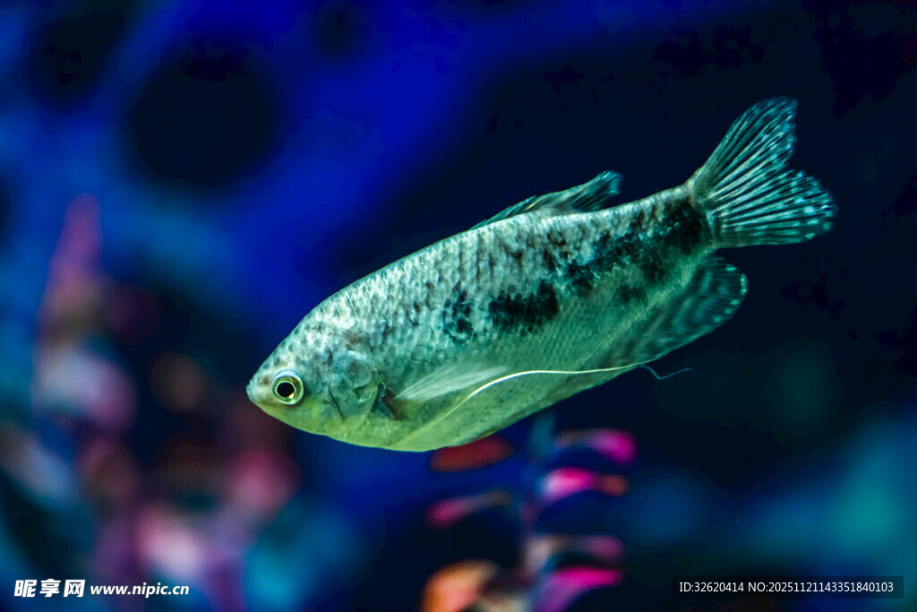 游动的斑斓观赏鱼