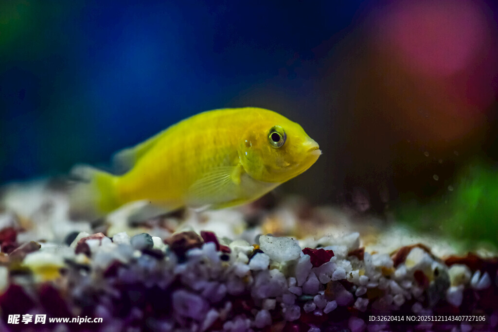 黄色小鱼在多彩水族环境中