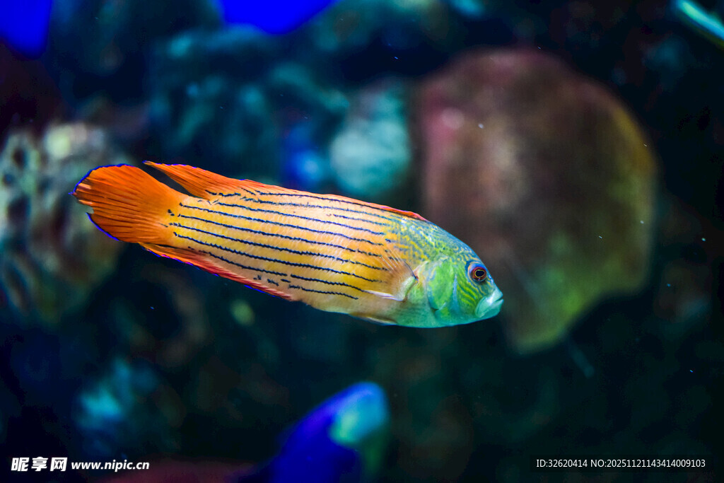 多彩条纹观赏鱼