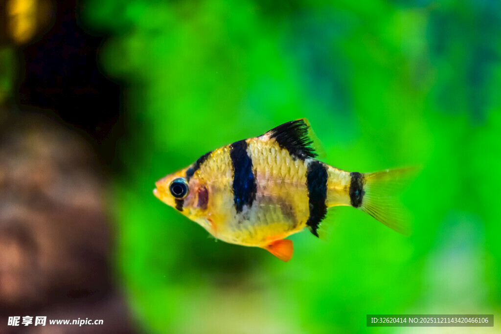 条纹小鱼在水中游动