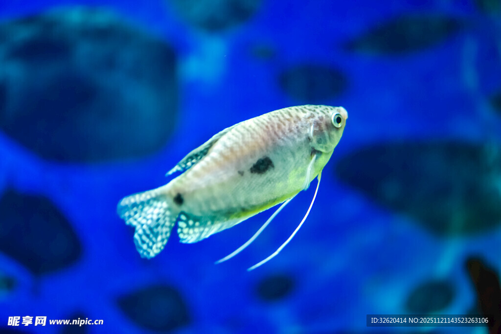 水中游动的美丽观赏鱼