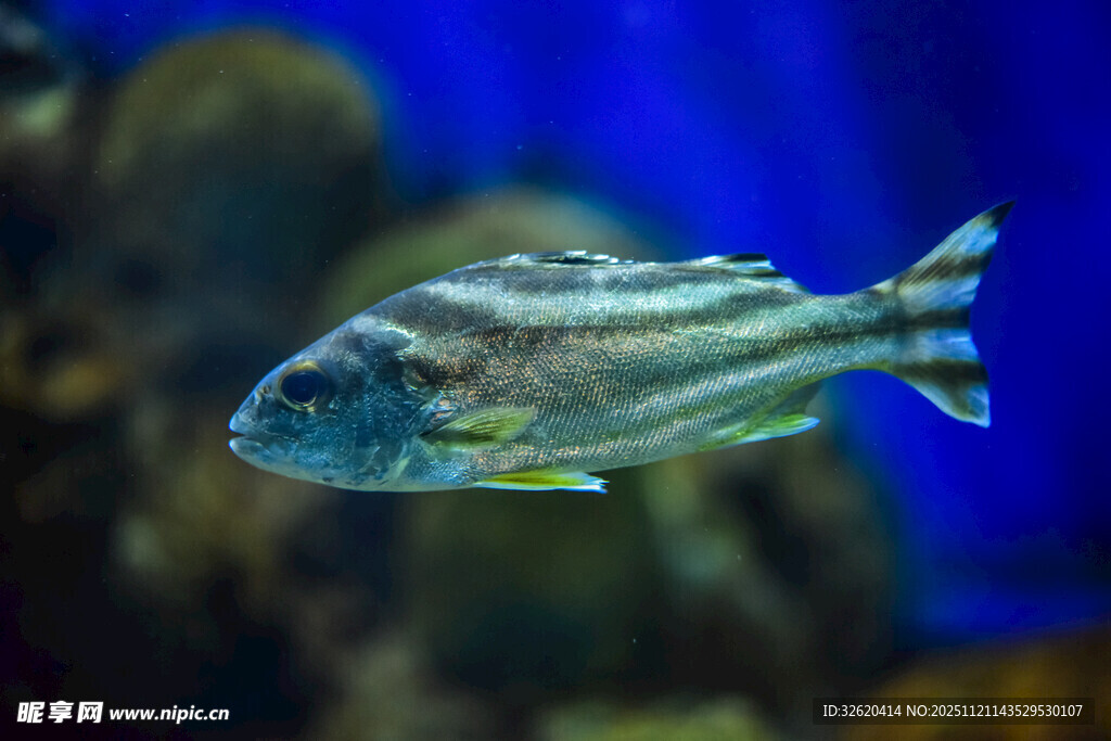 条纹鱼在水中游动