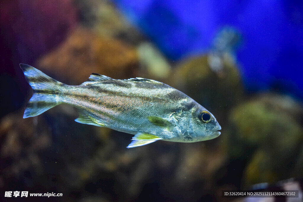 水中游动的条纹小鱼