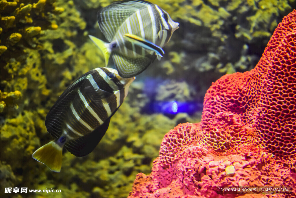 海底鱼与珊瑚的美丽景象
