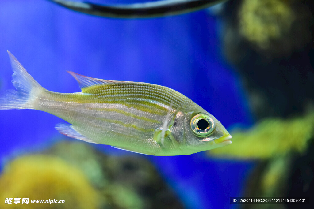 水中游弋的美丽观赏鱼