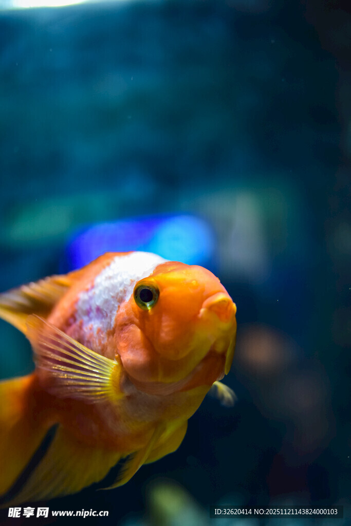 色彩艳丽的观赏金鱼