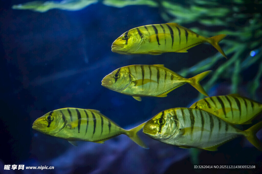 游动的条纹鱼群