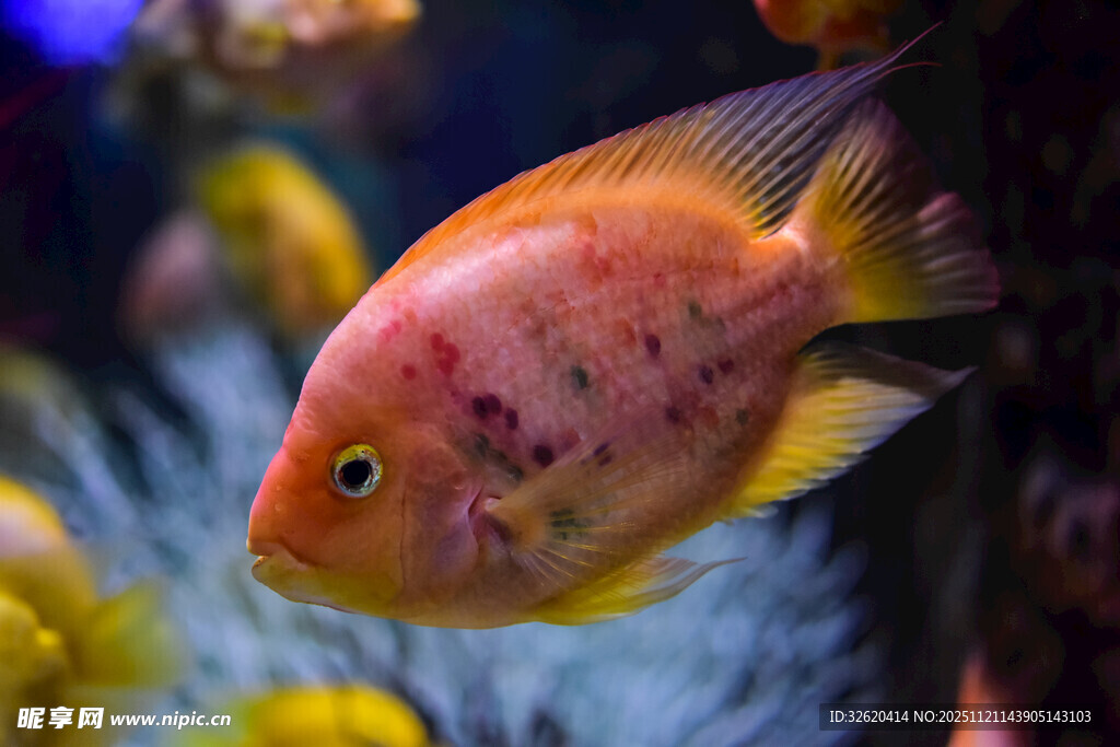 色彩艳丽的观赏鱼