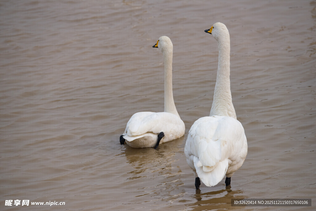 水中双天鹅