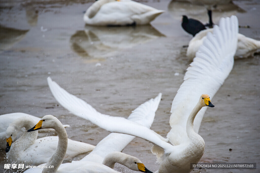 天鹅群舞于水边