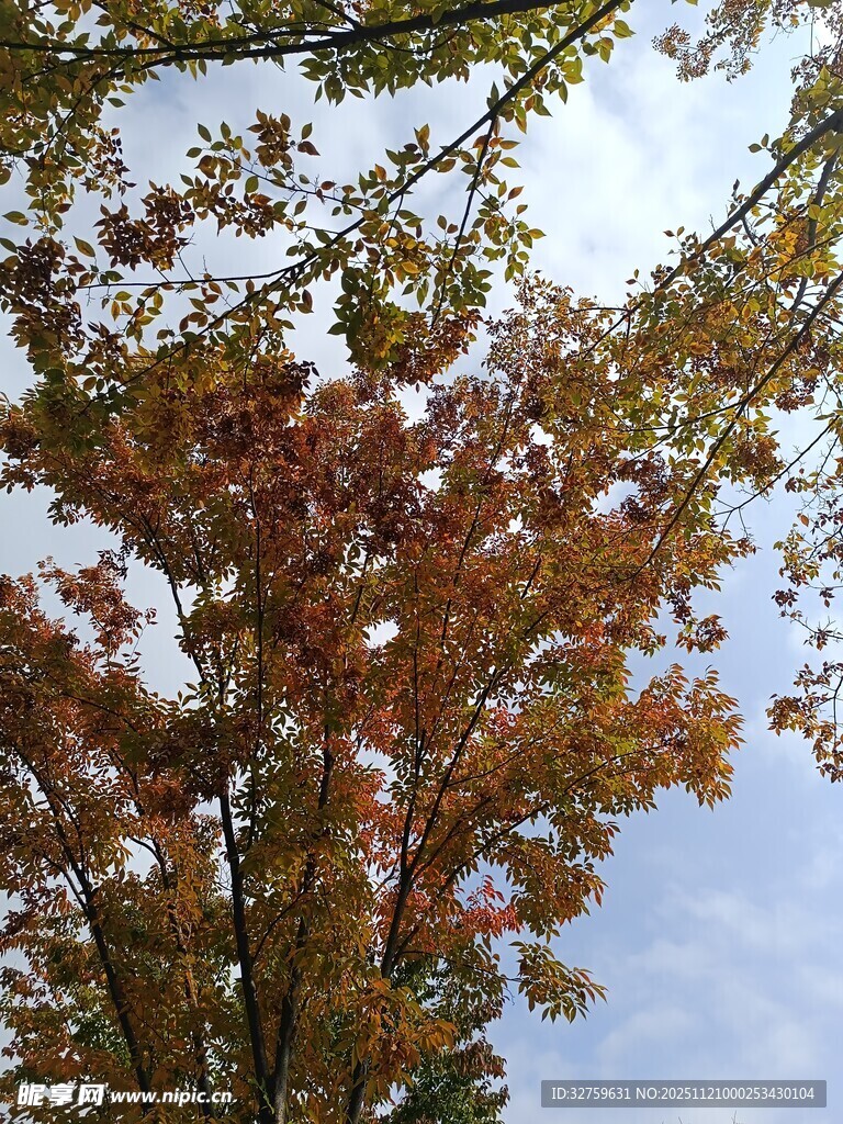 秋日树梢红叶映蓝天