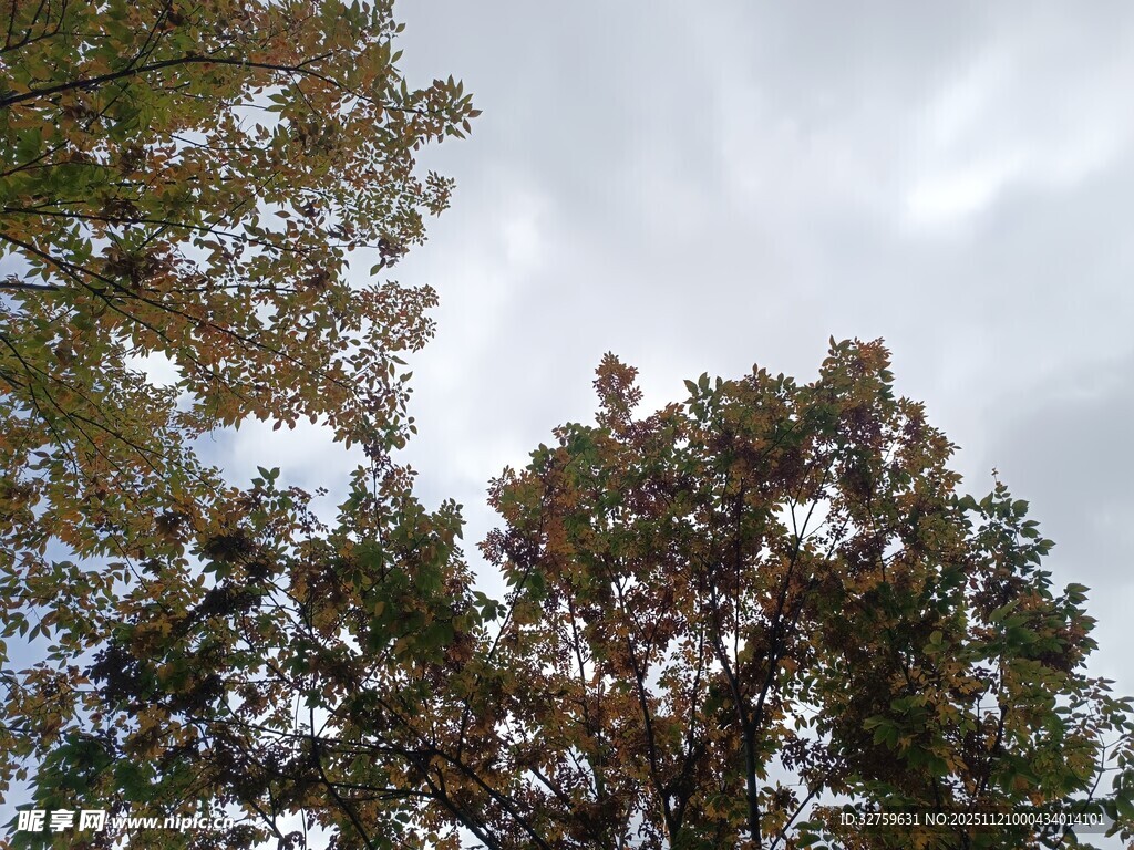 仰视树冠与天空景象