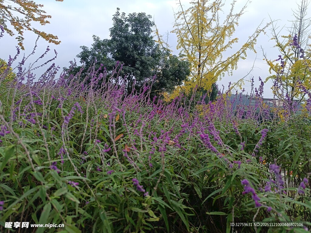 紫色花田中的绿意与树木