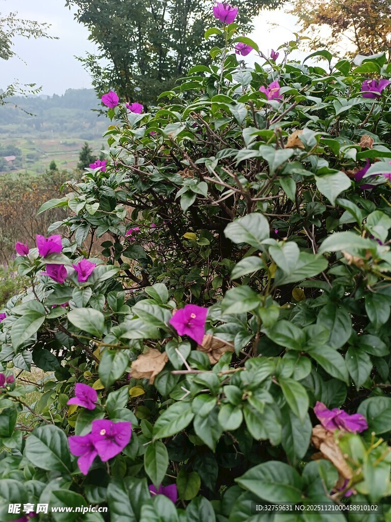 绽放的紫色花卉与绿叶