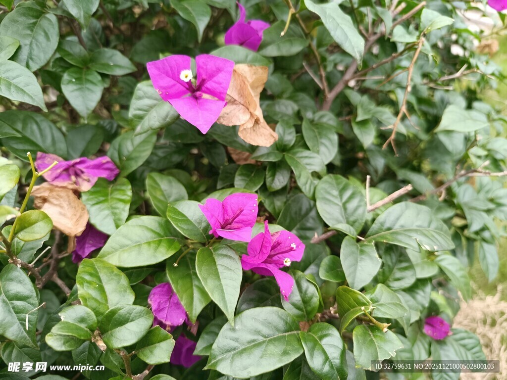 绽放的艳丽三角梅