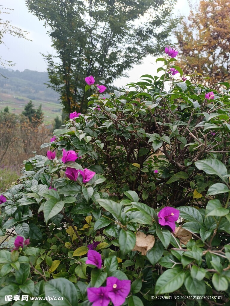 绽放的紫色花卉景观