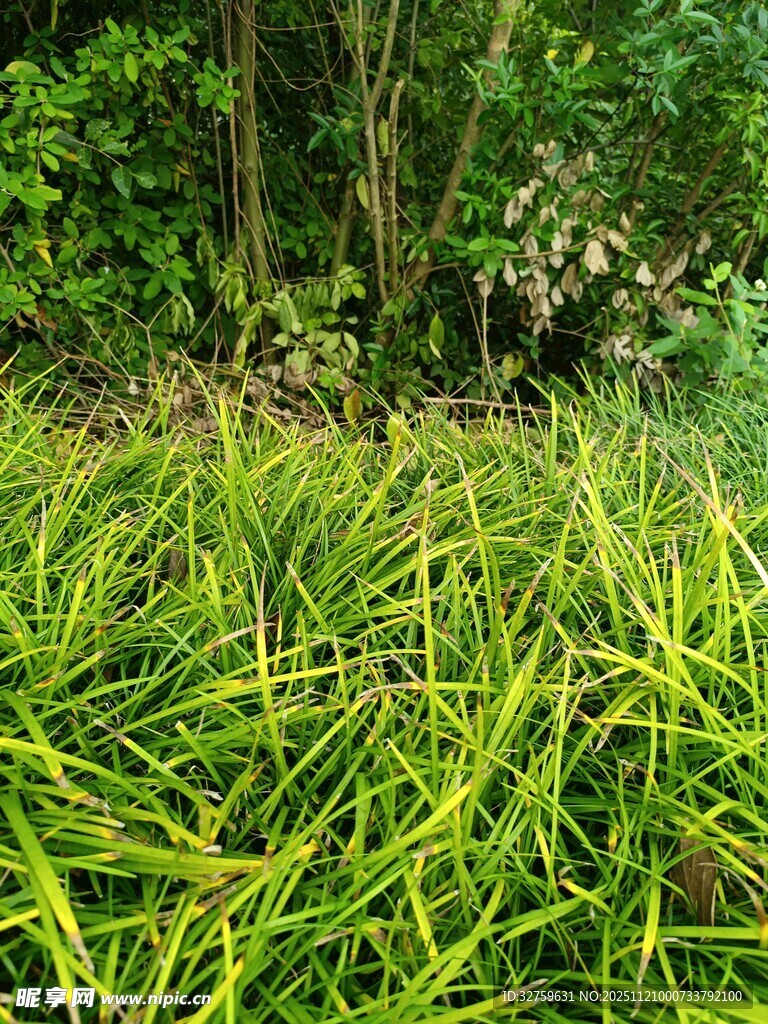 茂密草丛中的绿意景致