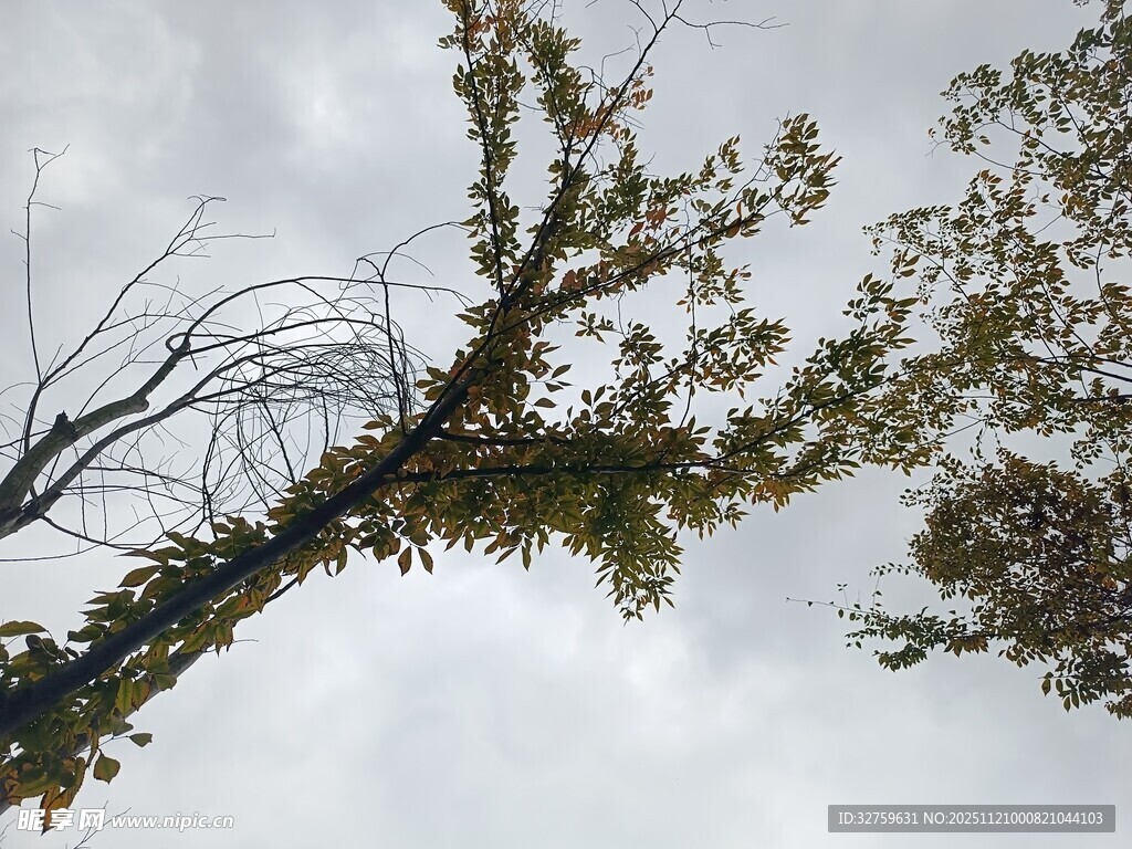 倾斜树枝与阴沉天空景象