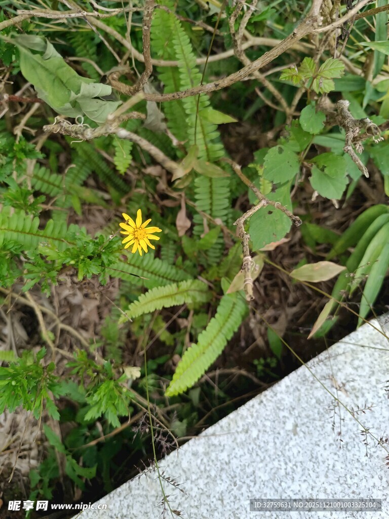 路边草丛中的黄色小花