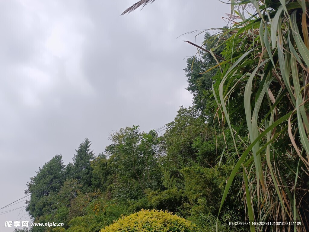 山林间的绿植与多云天空