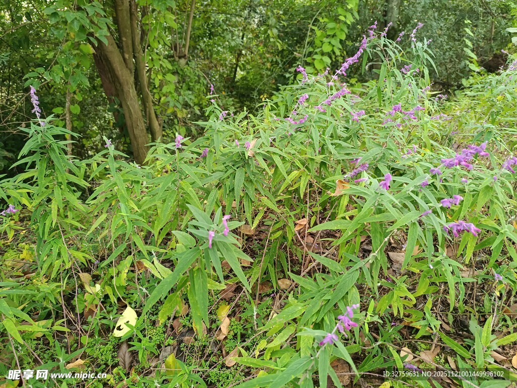 林间繁茂花草景象