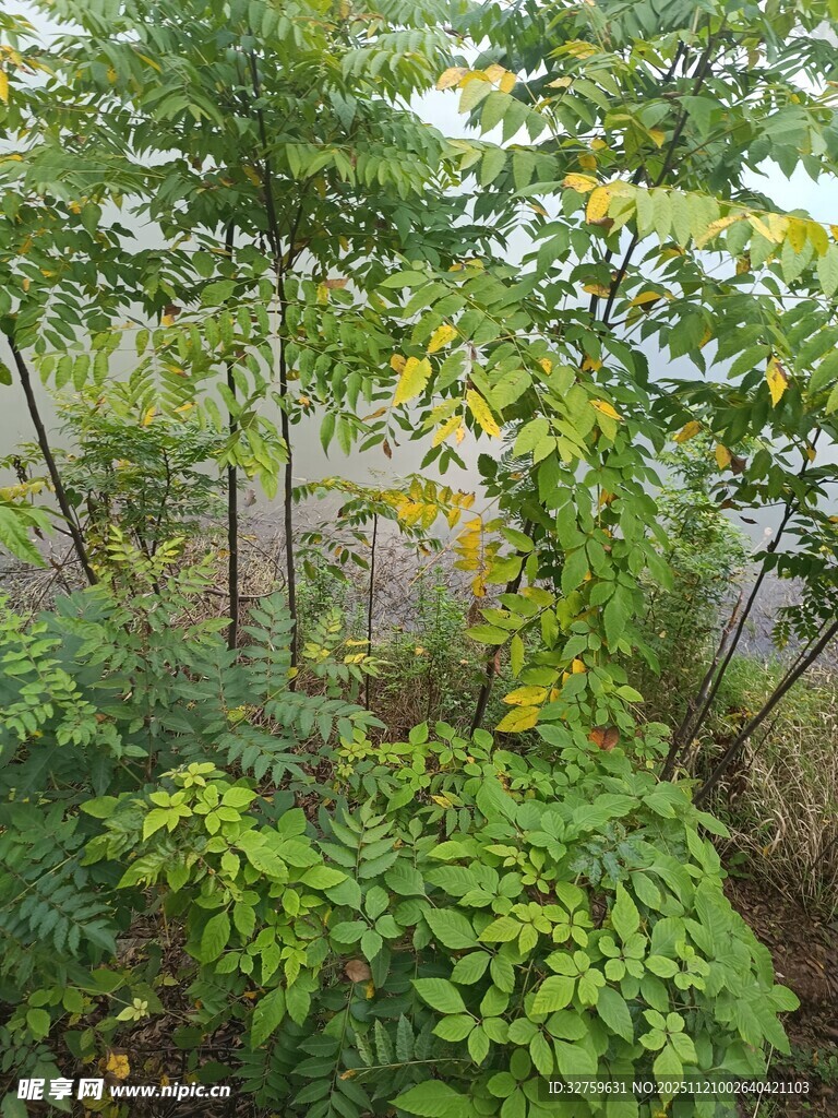繁茂绿植构成的自然景致