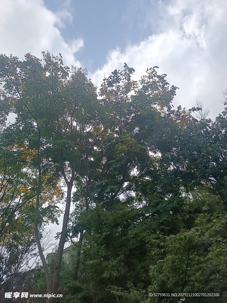 蓝天白云下的茂密树林