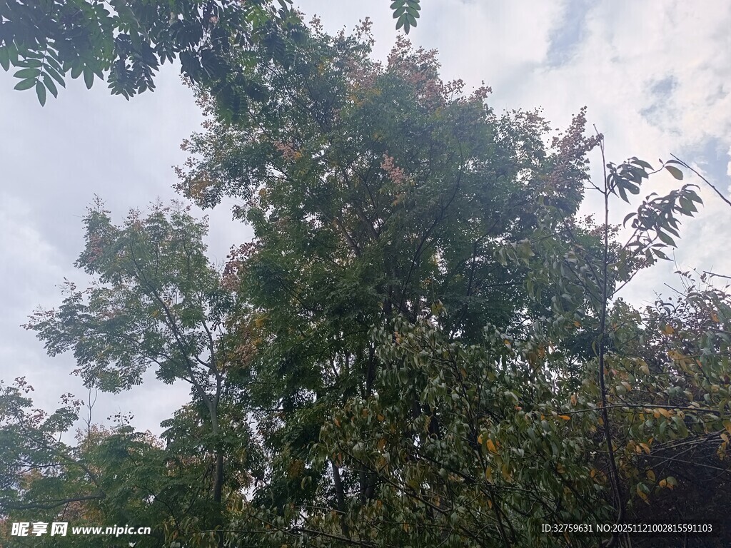 仰视繁茂绿树与天空