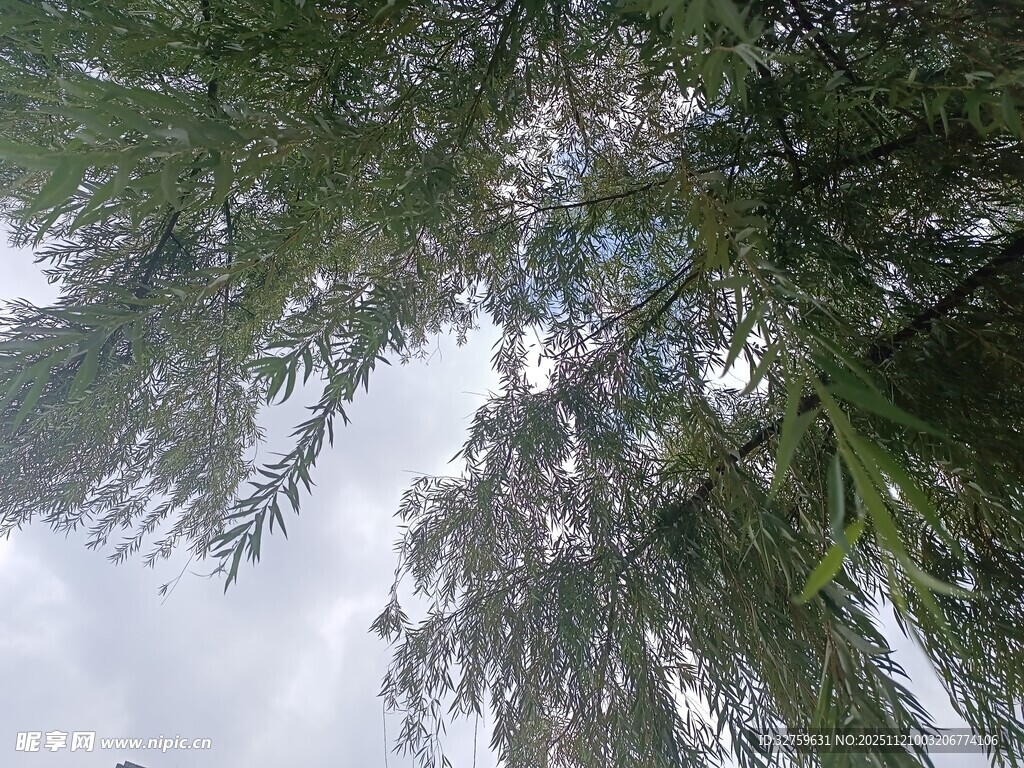 仰视视角下的繁茂绿树