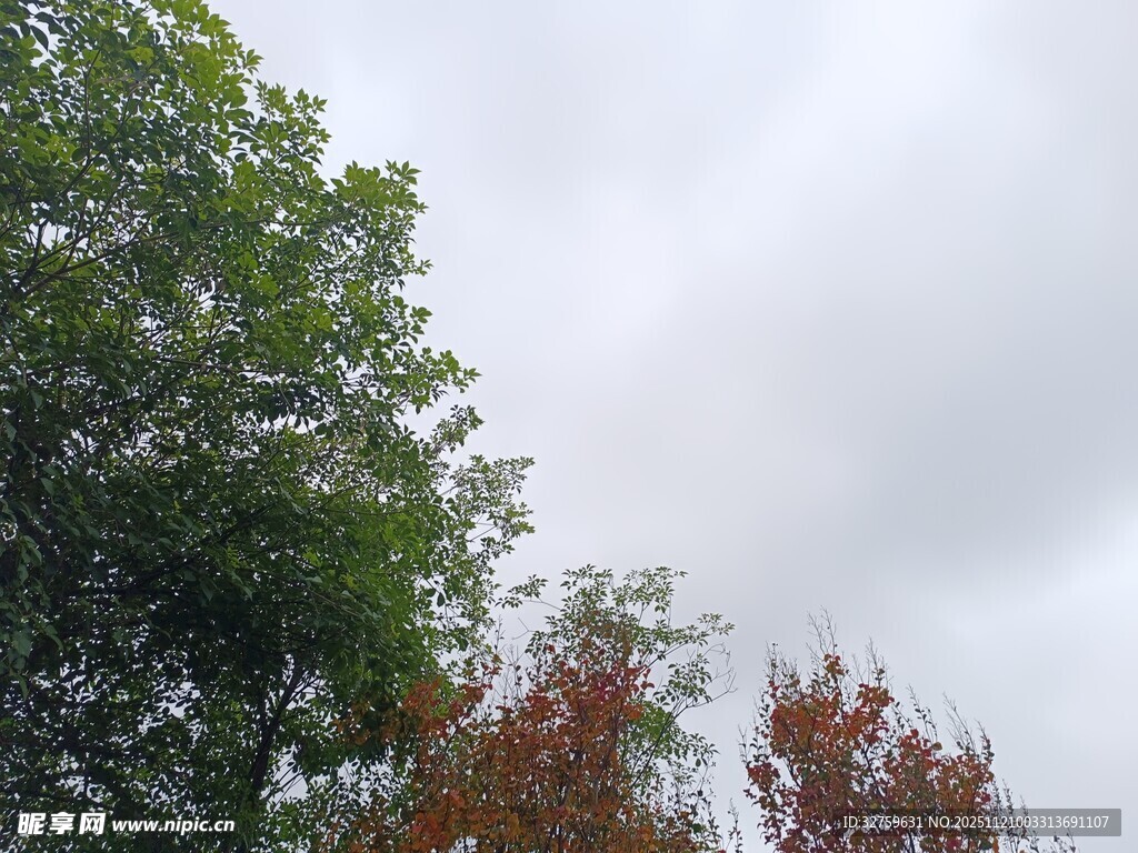 秋日树梢与阴沉天空