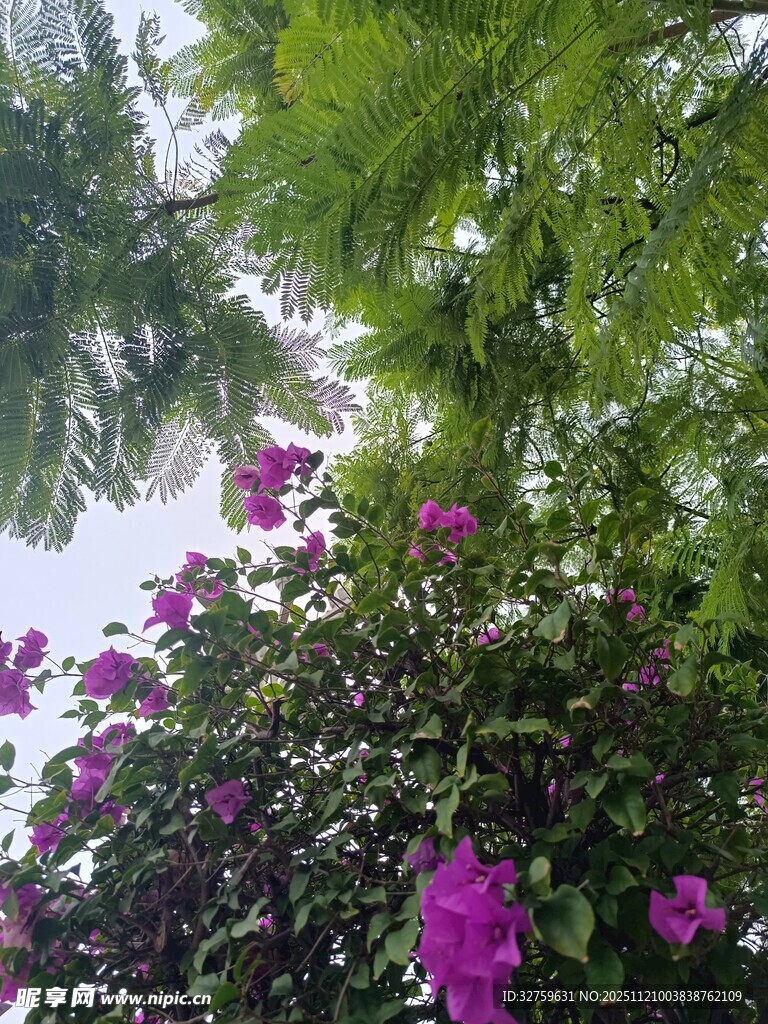 绿叶丛中绽放的紫色花朵