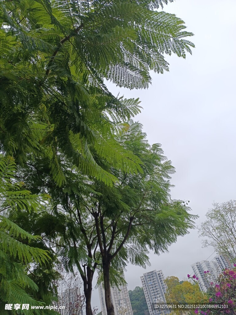 绿树成荫的城市景观