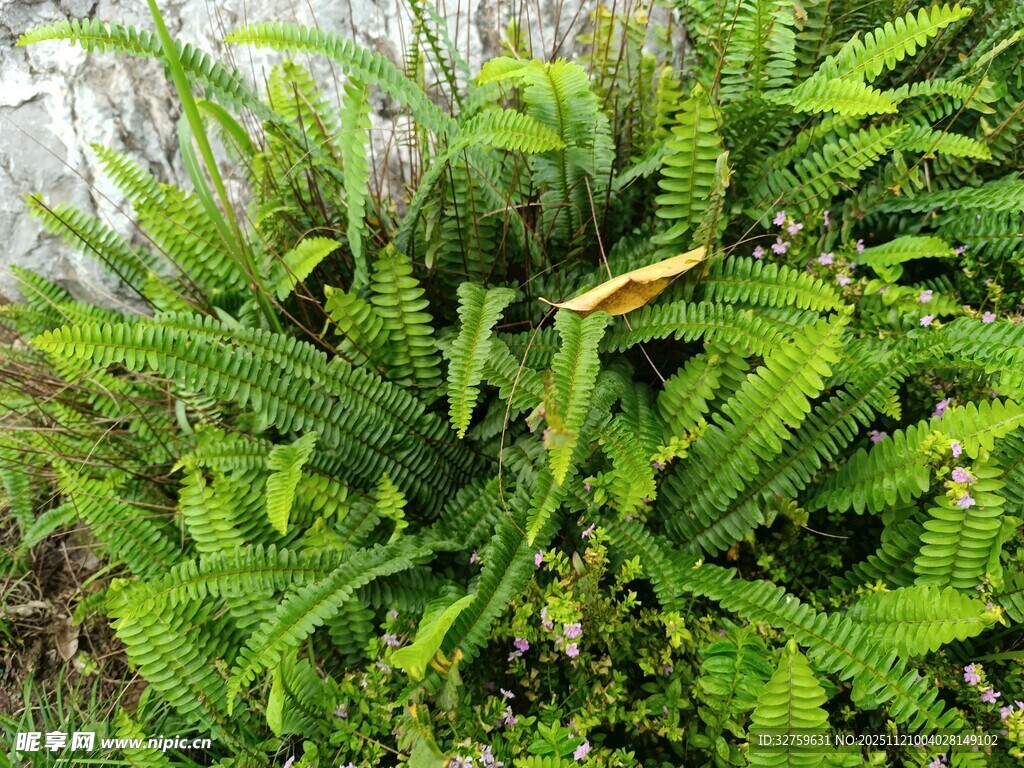 翠绿蕨类植物生机勃勃