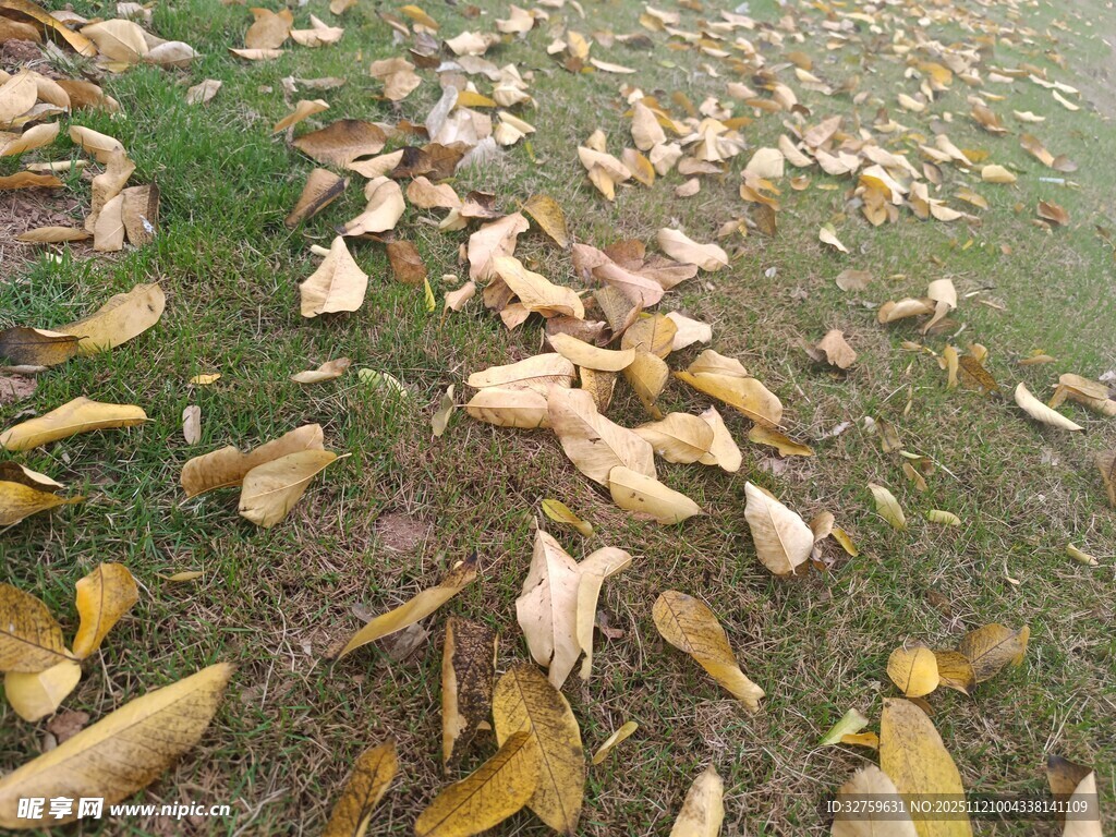 地面散落的枯黄树叶